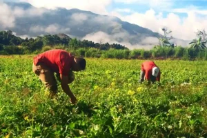 Venezuela alcanza hitos históricos en autoabastecimiento alimentario